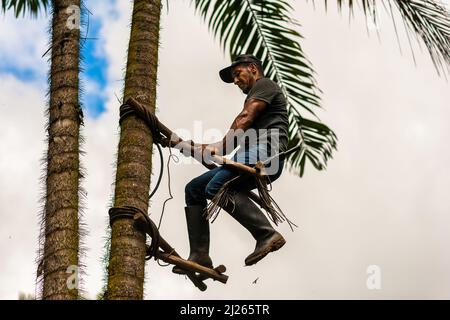 Ein kolumbianischer Bauer klettert auf einer Farm in der Nähe von El Tambo, Cauca, Kolumbien, mit dem traditionellen Marota-Gerüst auf eine Pfirsichpalme. Stockfoto