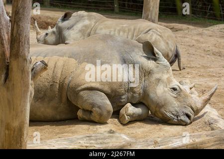 Ein Paar südliche weiße Nashörner (Ceratotherium simum simum), die nebeneinander liegen Stockfoto