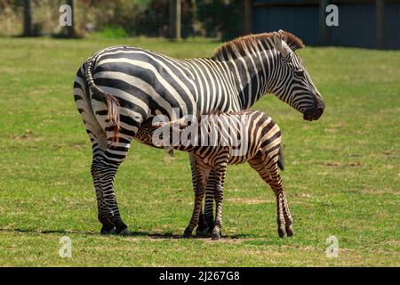 Ein Zebra-Fohlen säuert Milch von seiner Mutter Stockfoto