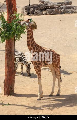 Eine Giraffe frisst Blätter, während ein Zebra unten herumläuft. Fotografiert in der „Afrika“-Sektion des Auckland Zoos, Auckland, Neuseeland Stockfoto