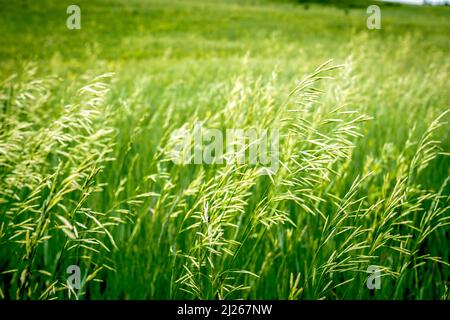 A das grüne Gras auf dem Feld schwankt im Wind Stockfoto