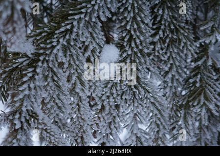 Abstrakte winter Hintergrund mit weichen Schnee, Schneeflocken und Nadeln auf den Zweigen von closeup Fichte Stockfoto