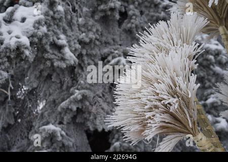 Didukh. Fragment aus der Nähe. Ukrainische Weihnachtsdekoration und traditionelles Symbol. Aus Stroh verschiedene Getreide Stockfoto