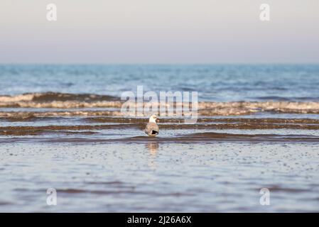 möwe im Wasser. Wildtiere, Vögel am Strand Stockfoto