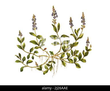 Echter Ehrenpreis, Veronica officinalis, oder Wald-Ehrenpreis / Veronica officinalis, der Heidenschnellbrunnen, die Gipskraut-, Gemeine Speedwell- oder Paulsbetonie, Historische, digital verbesserte Reproduktion eines Originals aus dem 19.. Jahrhundert / digital restaurierte Reproduktion einer Originalvorlage aus dem 19. Jahrhundert, das Originaldatum ist nicht bekannt Stockfoto