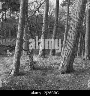 Schwarz-Weiß-Bild von Pine Tree Trunks mit Seitenbeleuchtung. Tunstall Reservoir, County Durham England, Großbritannien. Stockfoto