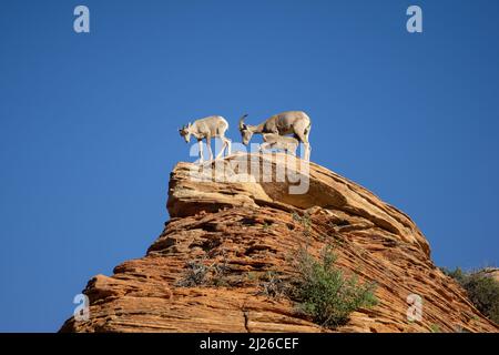 Eine Gruppe von Bergziegen im Zion National Park Stockfoto