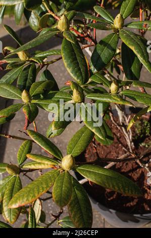 Gartenblumen mit Erbsen im heimischen Garten Grundstück grünen Hintergrund close-up Stockfoto