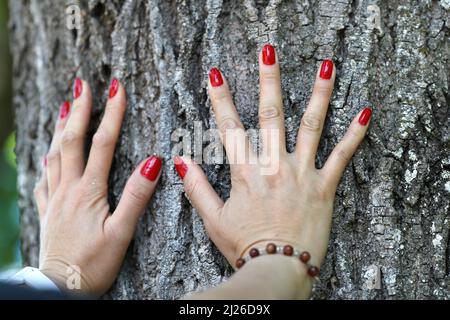 Frau im Wald - Hände umarmen Baumstamm im Wald. Stockfoto