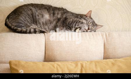 Eine große graue tabby Katze schläft auf einem beigefarbenen Sofa mit gelben Kissen. Ein Haustier schläft mit geschlossenen Augen auf dem Bett Stockfoto
