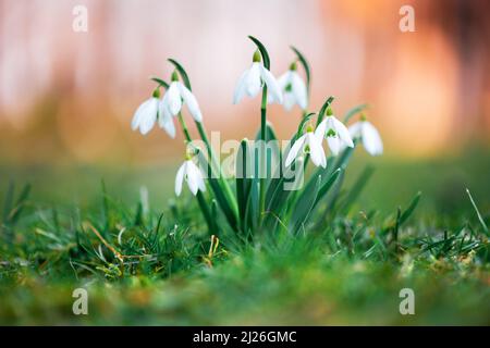 Eine arbeitende Biene sammelt Pollen auf einer weißen Schneegropfenblume auf einer Frühlingswiese. Makrofotografie Stockfoto