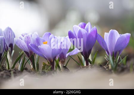 Frühlingskrokus blüht im grünen Feld aus der Nähe. Sonniger Wald im Hintergrund. Naturfotografie Stockfoto