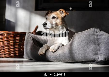 Der reinrassige Rüde Jack Russell Terrier liegt in seinem Bett und ruht. Tierfotografie Stockfoto