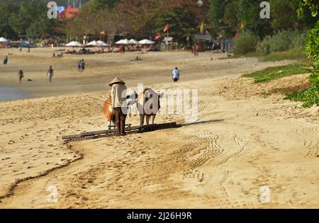 Der Indonesier putzte morgens den Strand mit einem Ochsenwagen. Jimbaran Beach, Bali, Indonesien Stockfoto