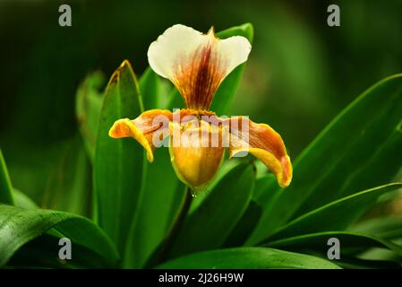 Gelbe Slipper Orchidee (Paphiopedilum Hybrid) blüht in einem Garten. Stockfoto