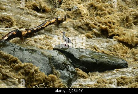 Eine männliche Torrent-Ente (Merganetta armata), die auf einem Felsen an einem schnell fließenden wilden Fluss thront. Valle del Cauca, Kolumbien, Taucher, Ente, männlich, Taff anim Stockfoto