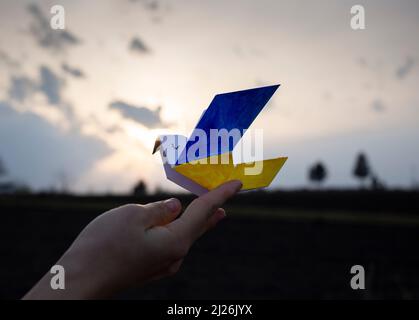 Papiertaube des Friedens, die Flügel sind in gelb - blauen Farben der ukrainischen Flagge vor dem Hintergrund des Sonnenuntergangs Himmel gemalt. Ein Symbol des Friedens. Stockfoto
