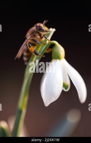 Eine arbeitende Biene sammelt Pollen auf einer weißen Schneegropfenblume auf einer Frühlingswiese. Makrofotografie Stockfoto