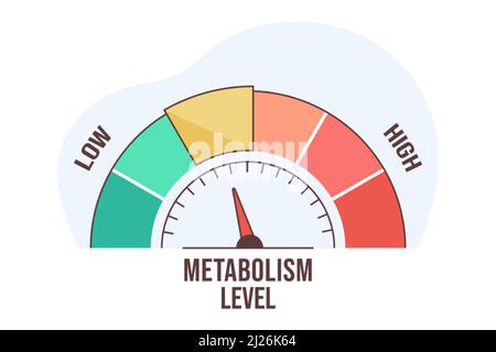 Flache Vektordarstellung der Metabolismusstandskala mit Pfeil und Messwert. Hohe und niedrige Nährstoffwechselrate. Infografik Messelement mit Tachoanzeige auf weißem Hintergrund. Stock Vektor