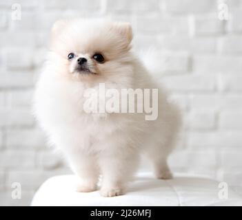 Niedlicher weißer pommerischer Hund auf einem Stuhl Stockfoto