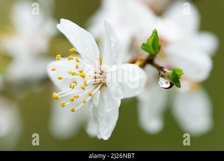 Preston, Lancashire, Großbritannien. 30. März 2022. Regentropfen auf Kirschpflaumenblüten in einem Garten, Chipping, Preston, Lancashire, Großbritannien. Quelle: John Eveson/Alamy Live News Stockfoto