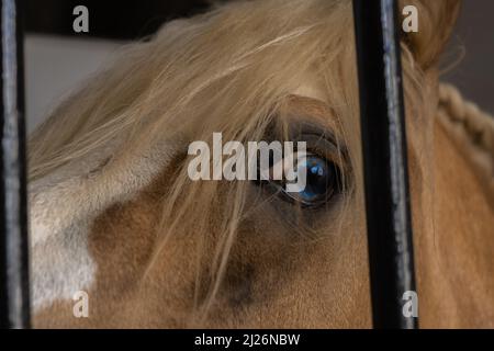 Blaues Auge des Pferdes aus der Nähe hinter den Riegel seines Standes, der auf die Kamera schaut Stockfoto
