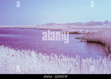 Infrarotbild des Süsswassersumpfs am RSPB Titchwell Marsh in East Anglia an einem sonnigen Märzmorgen Stockfoto