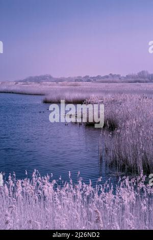 Infrarotbild des Süsswassersumpfs am RSPB Titchwell Marsh in East Anglia an einem sonnigen Märzmorgen Stockfoto