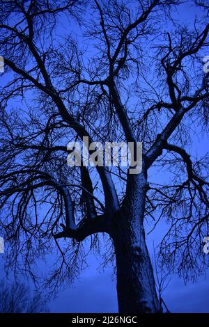 Baum mit schneebedecktem Stamm nach Sonnenuntergang in blauer Stunde Stockfoto