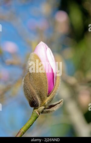 Lila Magnolien Blüten blühen im Frühling im Garten. Stockfoto