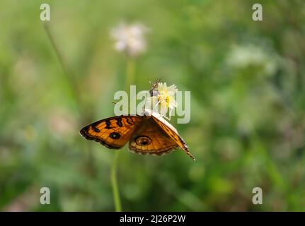 Ein orangefarbener Schmetterling thront auf einer weißen Blume Stockfoto