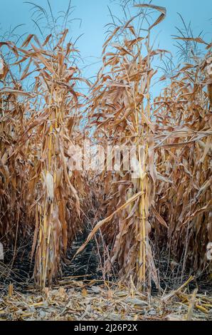 Reihen von trockenem Mais auf dem Herbstfeld. Blauer Himmel Hintergrund. Maisfeld im Spätherbst. Stockfoto