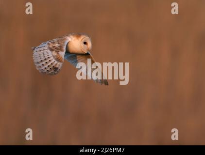 Eine wilde Scheune Owl (Tyto alba) im Flug bei Sonnenuntergang, Norfolk Stockfoto