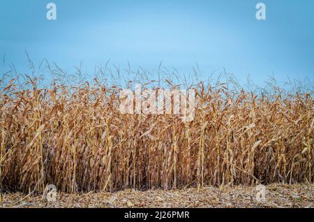 Reihen von trockenem Mais auf dem Herbstfeld. Blauer Himmel Hintergrund. Maisfeld im Spätherbst. Stockfoto