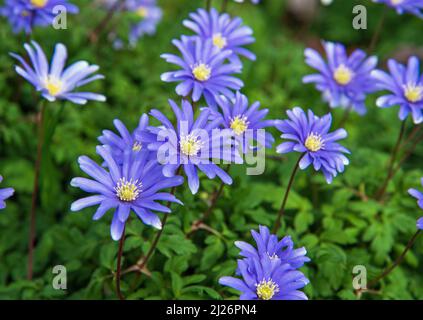 Anemone blanda, griechische Windblumen oder Winterwindblumen blühen im Garten Stockfoto