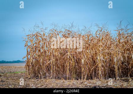 Reihen von trockenem Mais auf dem Herbstfeld. Blauer Himmel Hintergrund. Maisfeld im Spätherbst. Trockener Stoppeln.Landwirtschaft. Stockfoto