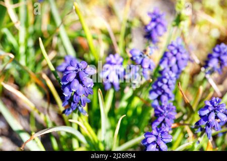 Blühende violette Traubenhyazinthe ist wie kleine Glocken, die in Büscheln versammelt sind, die ersten Frühlingsblumen. Stockfoto