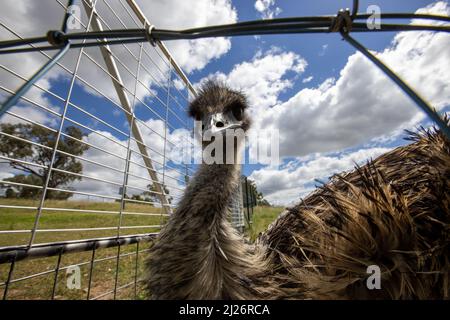 Eine Nahaufnahme der emu auf der grünen Wiese. Stockfoto