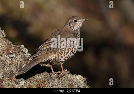 Misteldrossel, Turdus viscivorus, Nahaufnahme Stockfoto