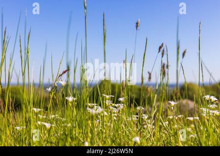 Blick in den niedrigen Winkel auf die blühende Wiesensaxifrage Stockfoto