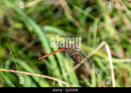 Eine gemeine Darter-Libelle, Sympetrum striolatum, ruht auf einem getrockneten Sämchopf vor einem Hintergrund verschwommener Gräser Stockfoto