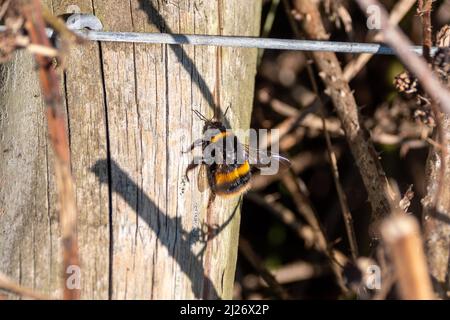 Eine große Hummel, Bombus terrestris, ruht und sonne sich auf einem hölzernen Zaunpfosten Stockfoto