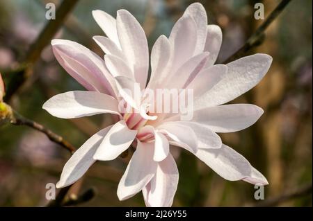 Magnolia Stellata 'Jane Platt' ein rosafarbener Doppelblütenstrauch oder kleiner Baum, der allgemein als Sternmagnolie bekannt ist Stockfoto