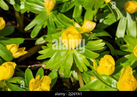 Eranthis hyemalis eine im späten Winter blühende Pflanze mit einer gelben Winterblüte, die allgemein als Winterakonit bekannt ist, Stock-Foto-Bild Stockfoto