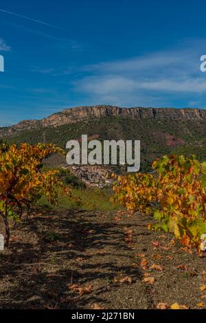 Weinpflanzen in Herbstfarben auf den Weinbergen in Priorat, Tarragona, Katalonien vertikal Stockfoto
