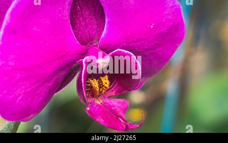 BANNER Real Abstract Natur Foto Hintergrund. Makro schließen kopieren Raum Orchidee Blütenstand Blütenblatt tropische Blume Blüte Gartenpflanze. Royal Fuchsia Stockfoto