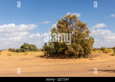 Tamasrisk Baum in der Sahara, Marokko. Tamarix aphylla Stockfoto