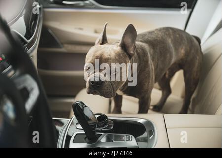 Traurig aussehender Hund im heißen Auto auf dem Parkplatz gelassen - Tieren‘t heißen Autos nicht allein lassen Stockfoto