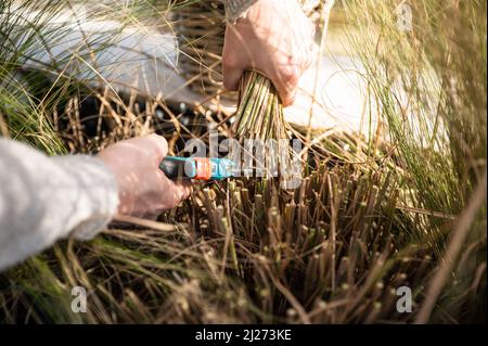 Schneiden von Federgras (Stipa), auch bekannt als Engelshaar-Federgras, Mädchenhaare-Gras, getuftete Haargras oder Wattle Grass, im Gartenbau Stockfoto