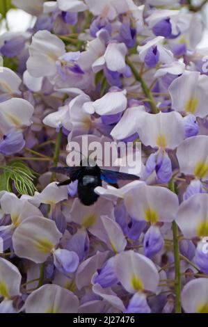 Glyzinien-Busch mit grünen Blättern und dicken Blumensträußen mit zarten weiß-violetten Blütenblättern an einem sonnigen Frühlingstag Stockfoto